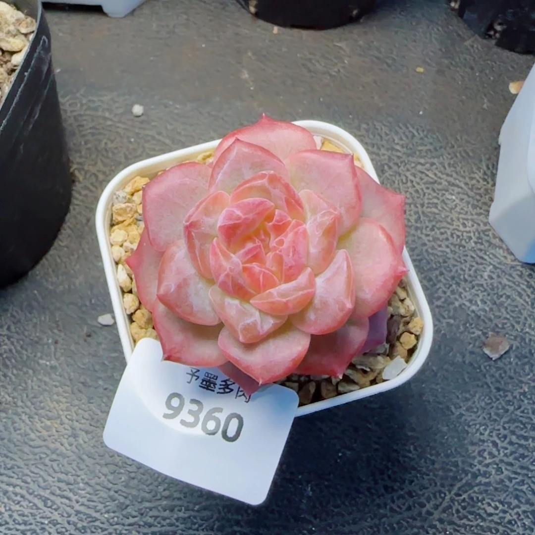 琥珀，9360多肉植物