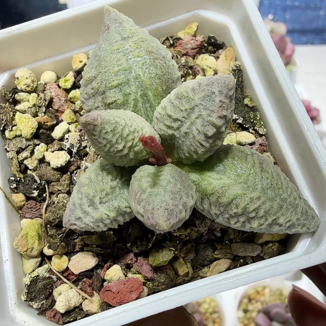 倒刺水泡多肉植物