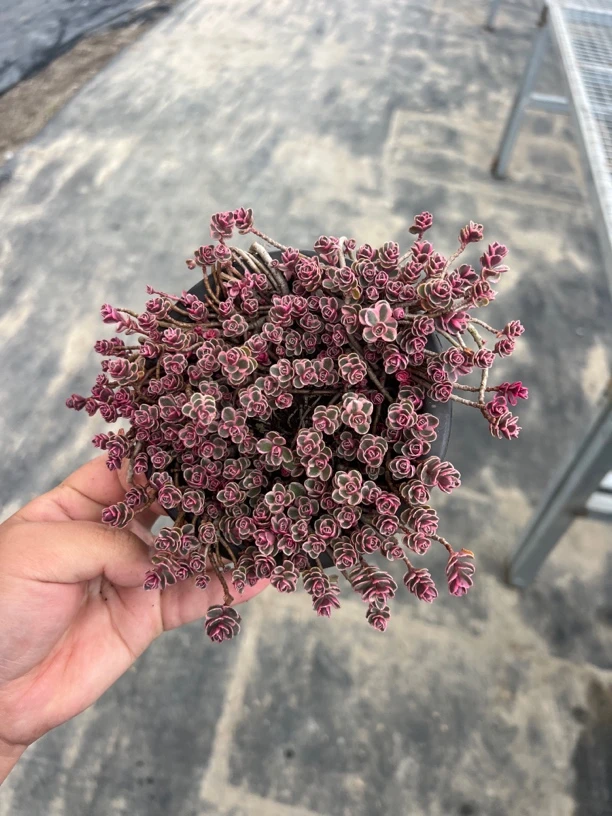 小球玫瑰锦多肉植物小球玫瑰多肉