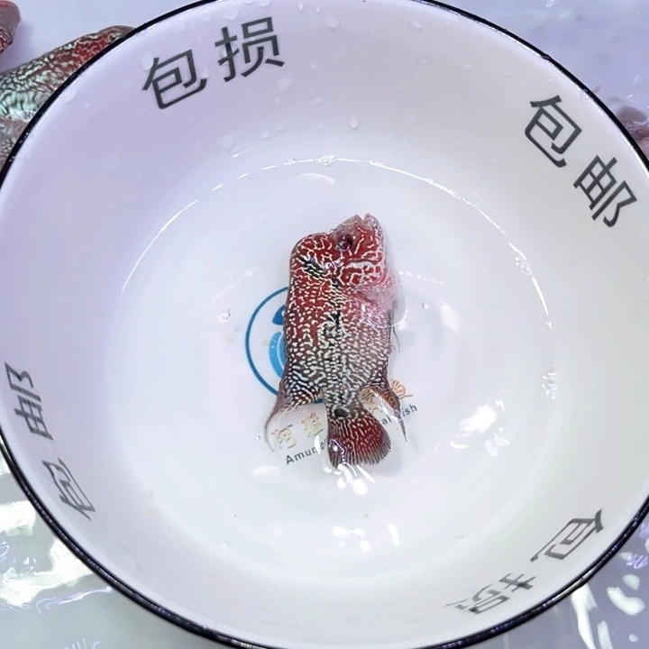 罗汉鱼09///////////////