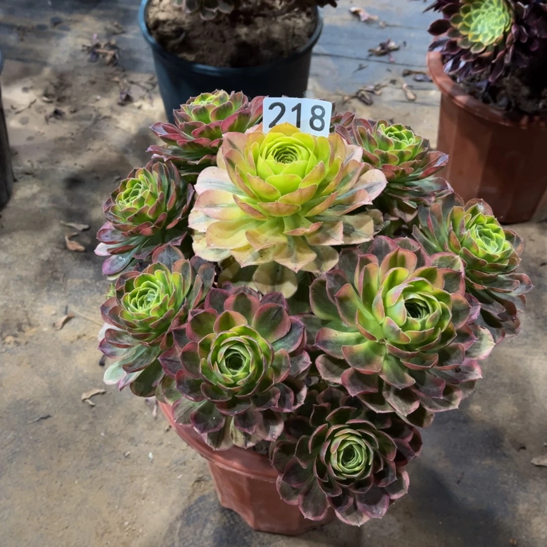 玫***初多肉218奶白锦带雨荷头