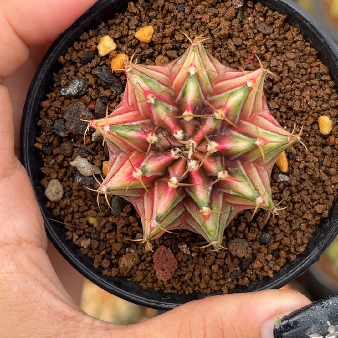 泰系肋骨锦 带盆土发货