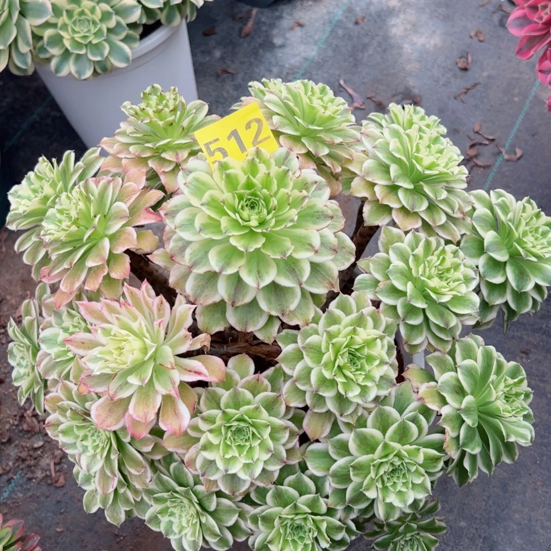 512碧浪法师多肉植物