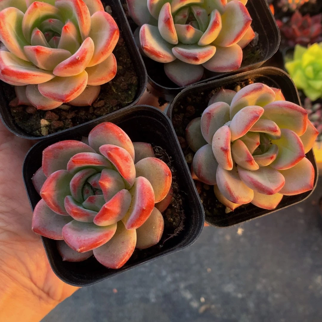 夜魔侠。（满9.99包邮不满9.99发叶子）