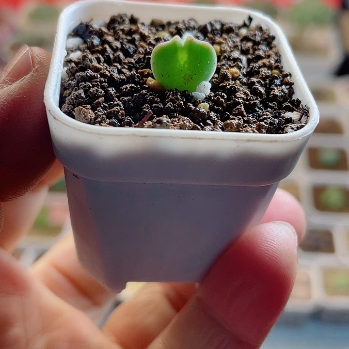 佳人园艺多肉生石花空蝉58