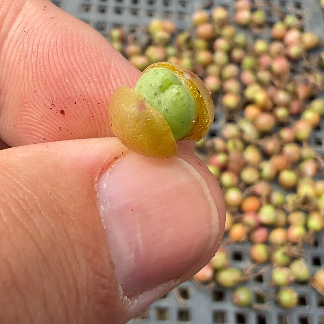 量拍1558皮卡丘小苗一颗
