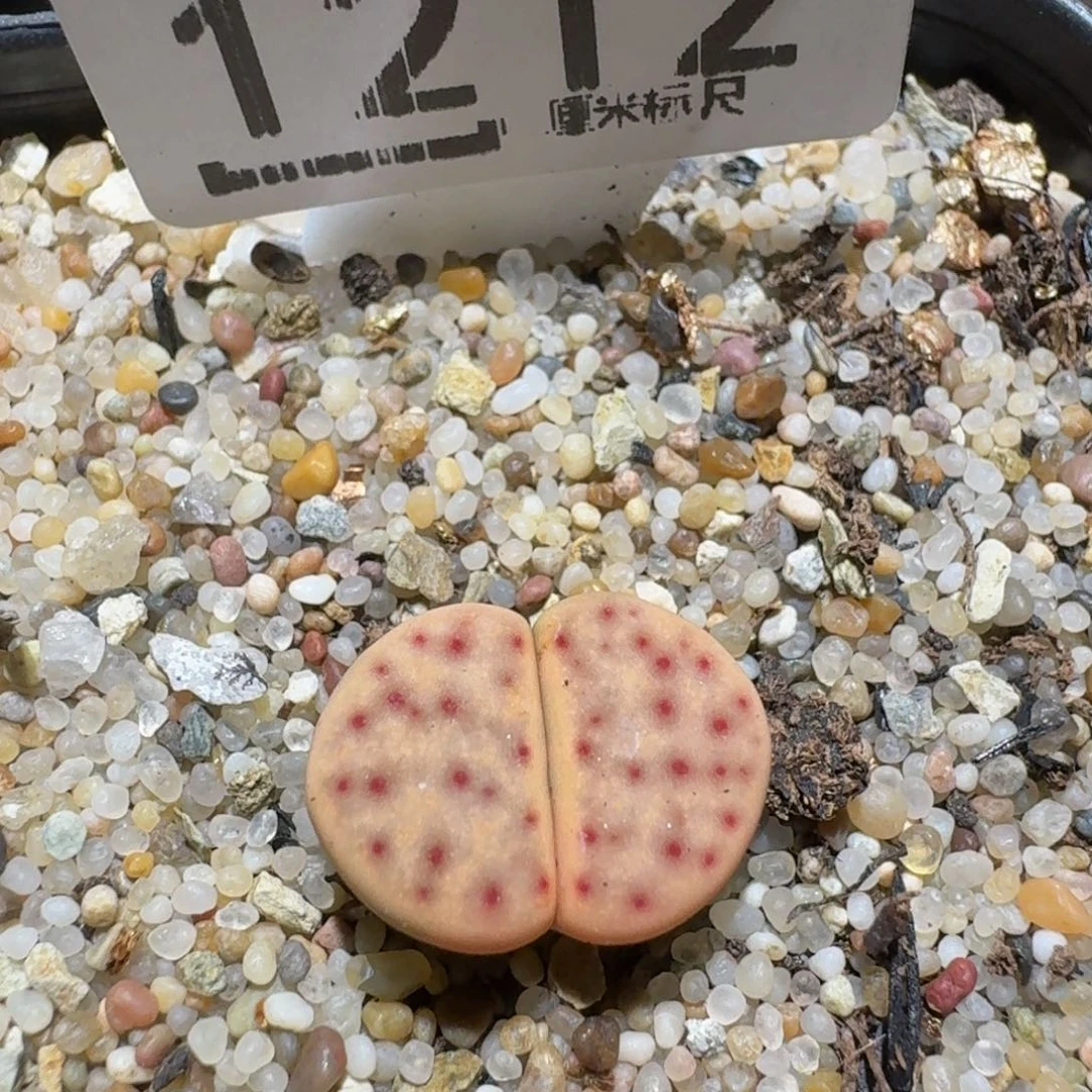 发***吧zzzzZ生石花肉锥1212