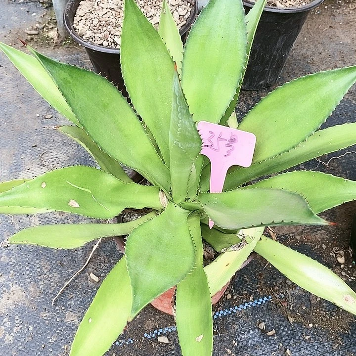 【闪购商品】无花朵龙舌兰查本斯