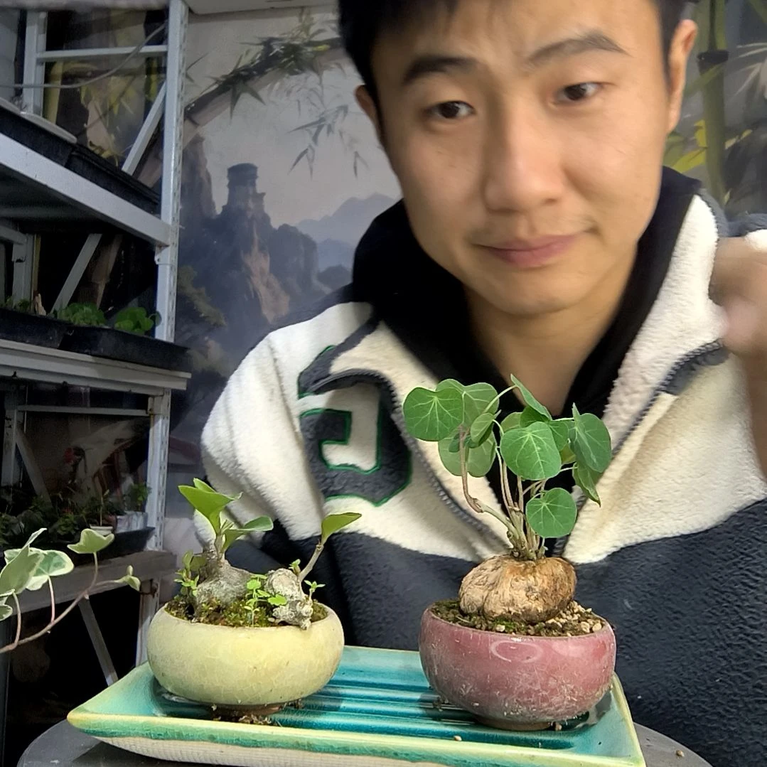 爱****品中青园艺一物一拍62