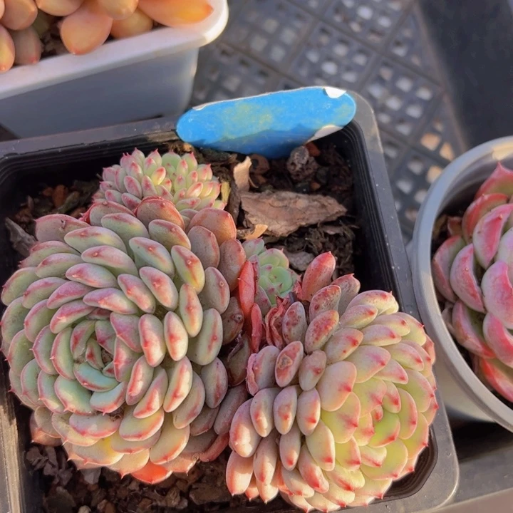 健健康康平平安安