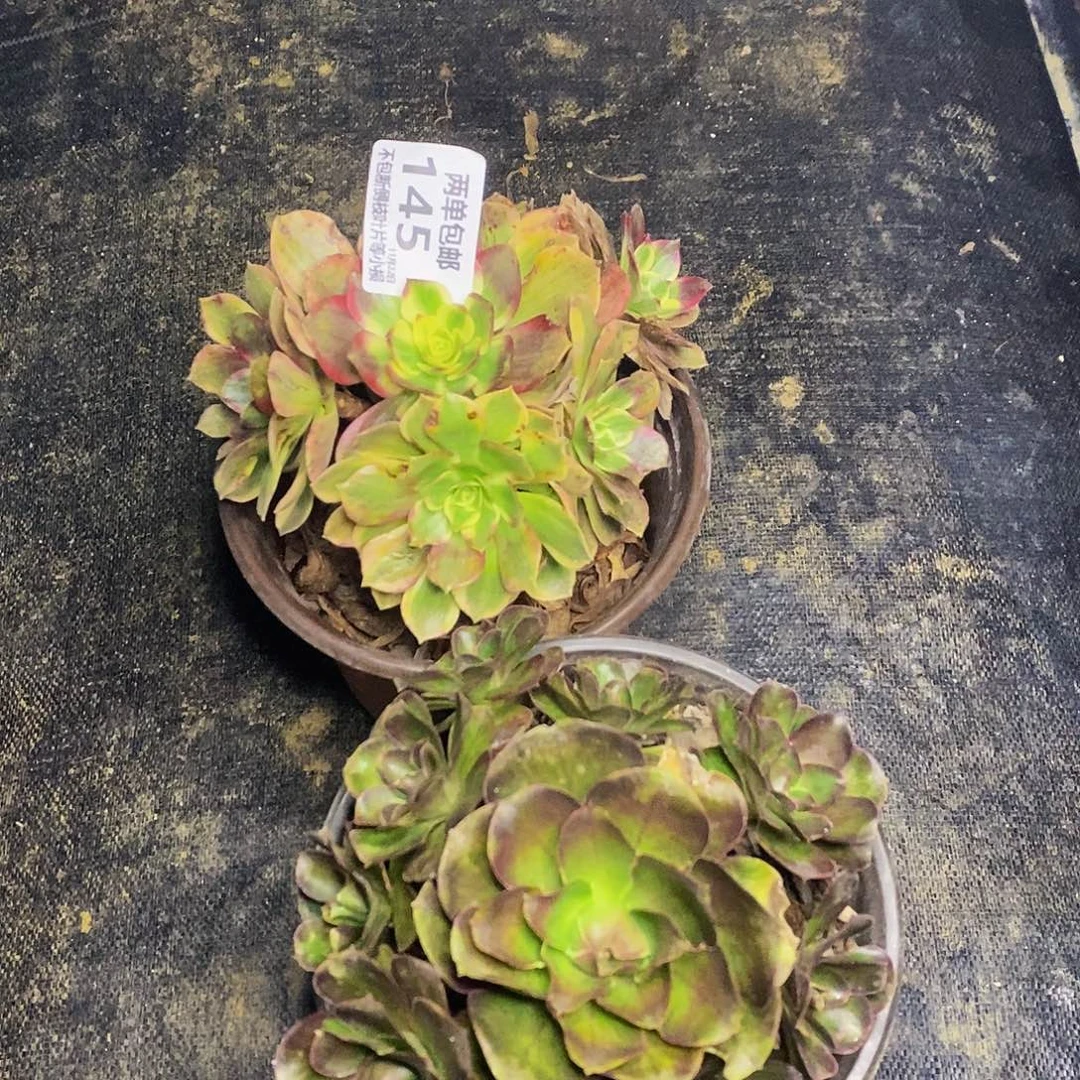 全部花朵144145魅金水蜜桃万彩灯多肉