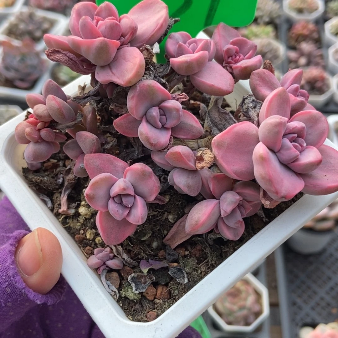 939彩虹糖锦多肉植物