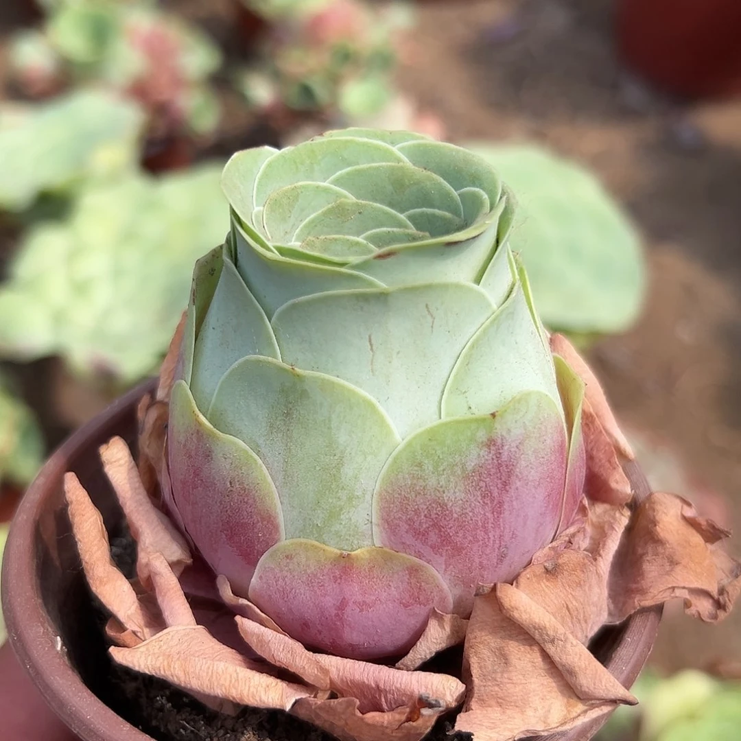 多肉植物多肉植物