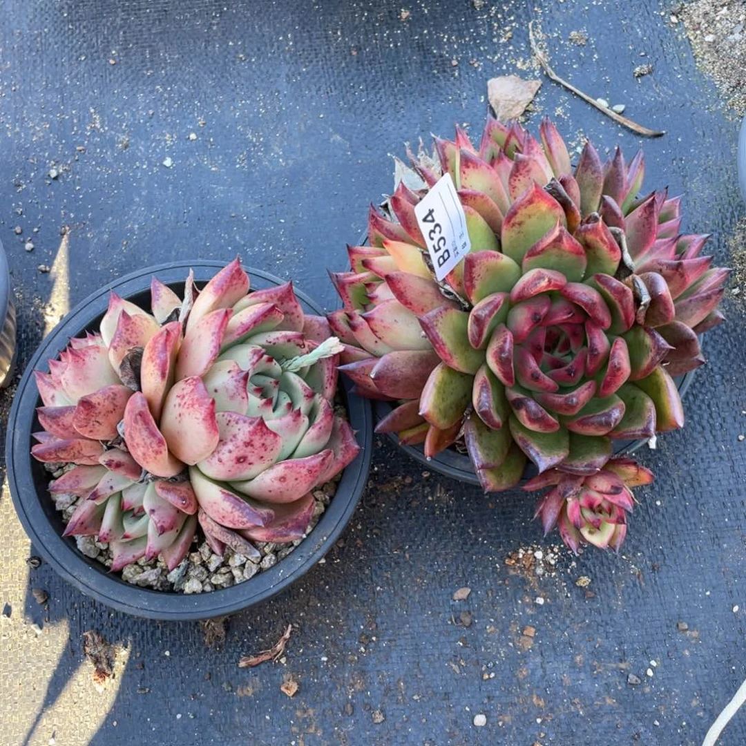 无花朵若如东云单拍B534