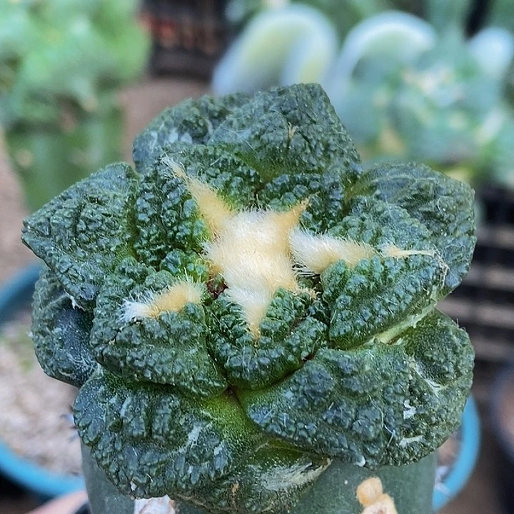 无花朵福利绣普苗接龟甲牡丹409