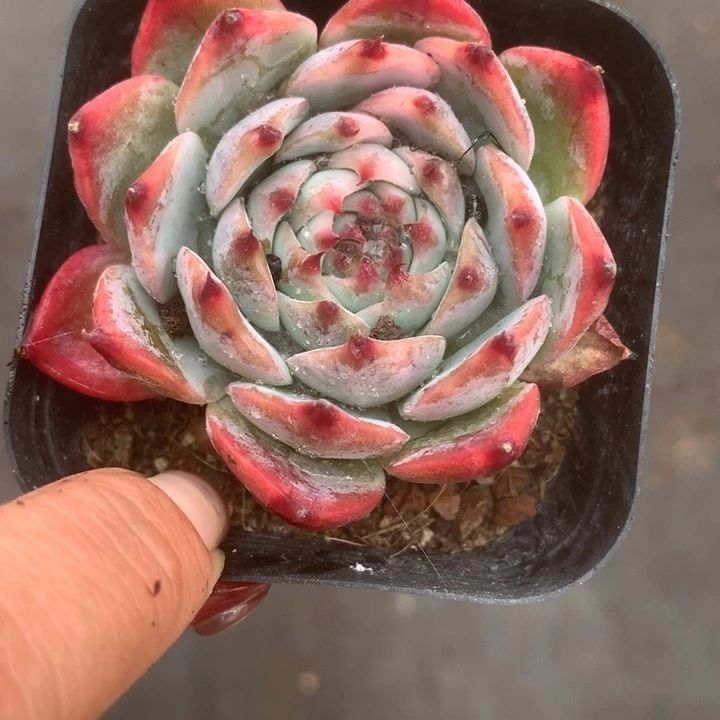 吉娃娃锦。（满9.99包邮不满9.99发空盆）