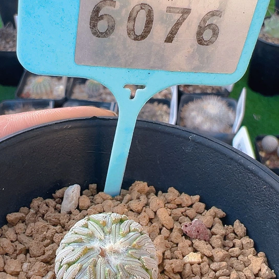 6076精巧丸实生裸根发
