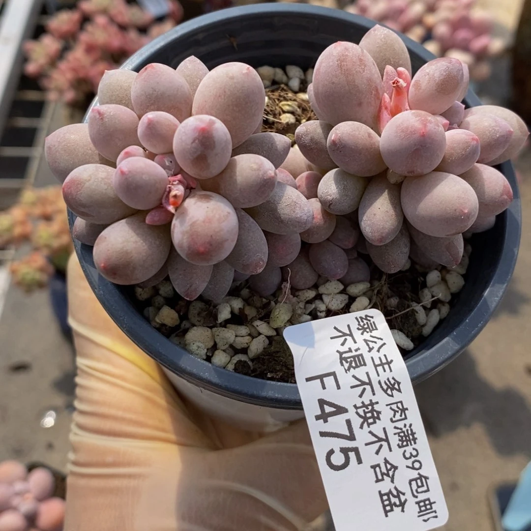 香水手指475/7c m