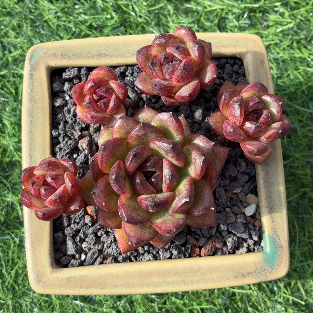 多肉植物 黑玫瑰-4
