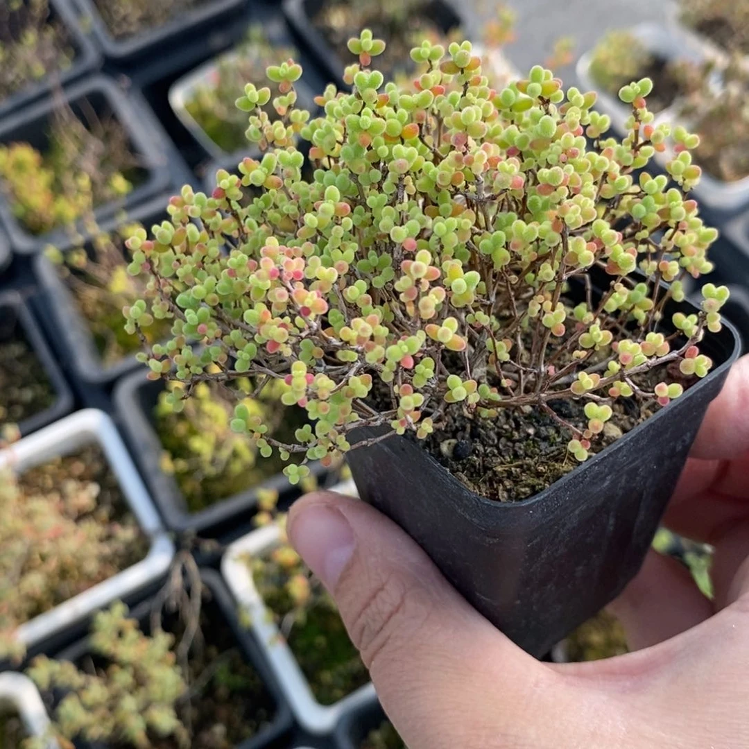 家**梓452蜜桔。