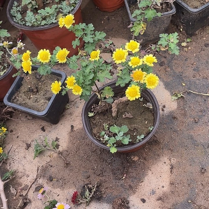 鼓***柠25菊花菊花菊花菊花