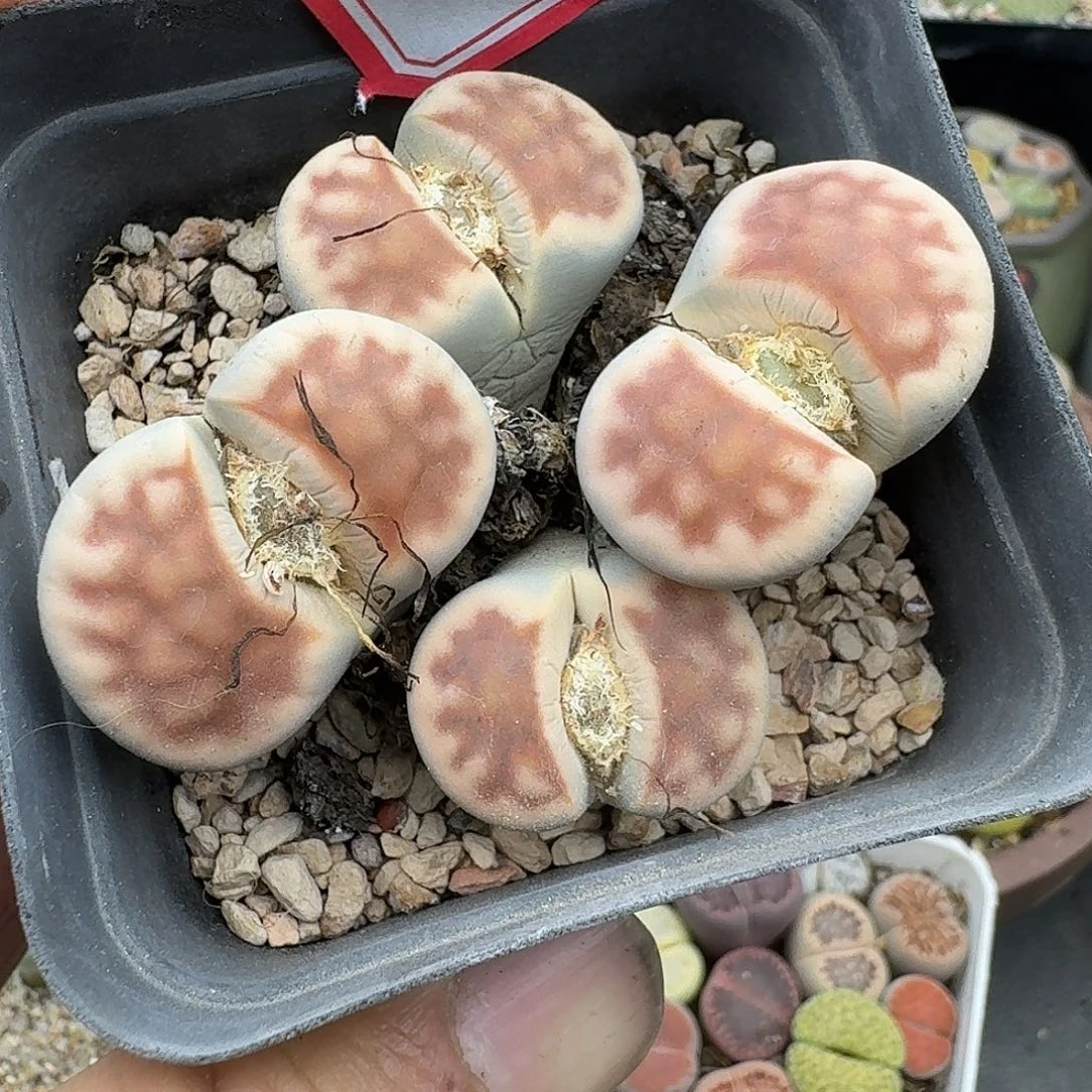 64多肉哈哈哈哈哈哈哈哈哈