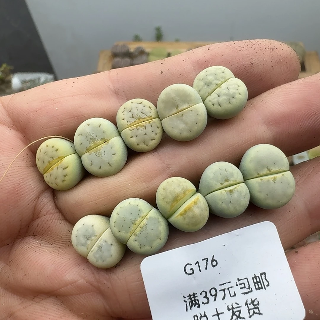 176多肉哈哈哈哈哈哈哈哈哈