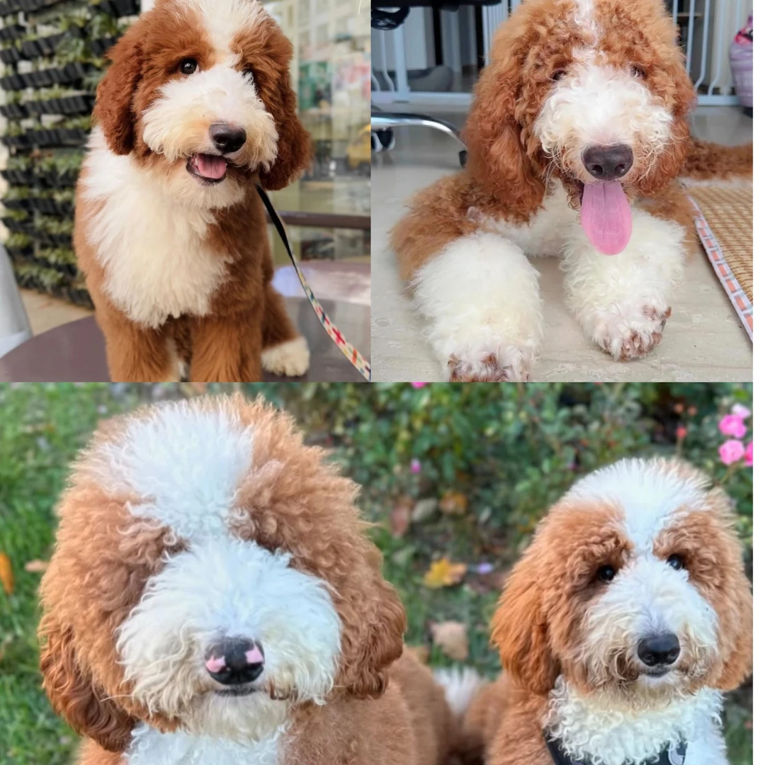 宠来运转犬业-活体狗狗宠物链接
