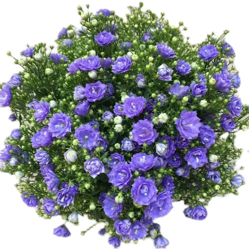 丹麦风铃花盆栽带花苞四季开花耐寒好养活室内庭院阳台绿植桔梗花