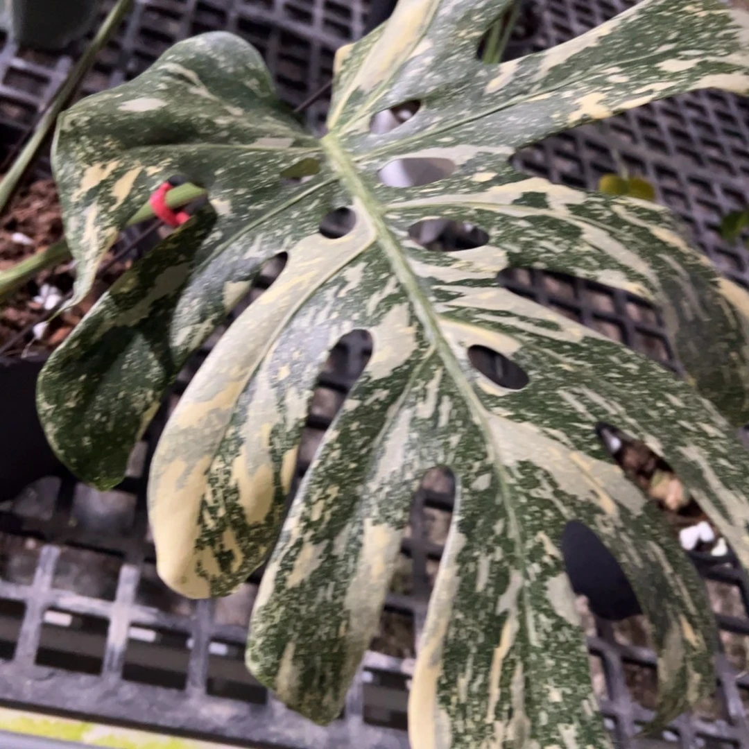 完全开放焦糖布丁一叶一芽