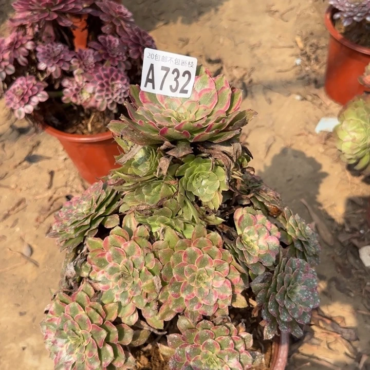 粉霞……多肉植物……