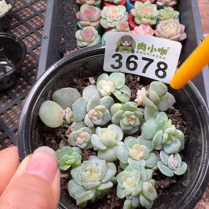多肉植物多肉植物