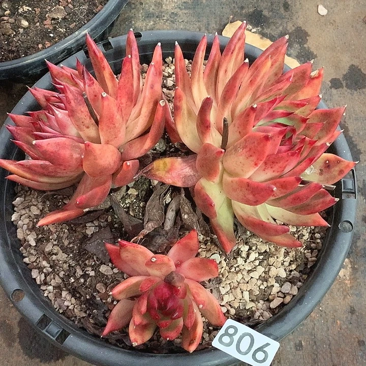 806弗兰克一物一拍多肉