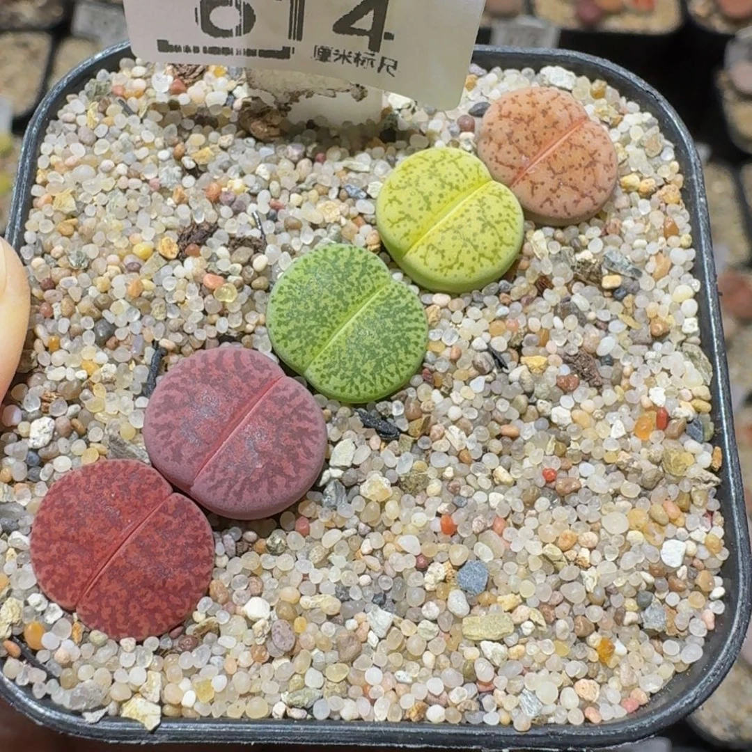 Ssss精品生石花614一箭