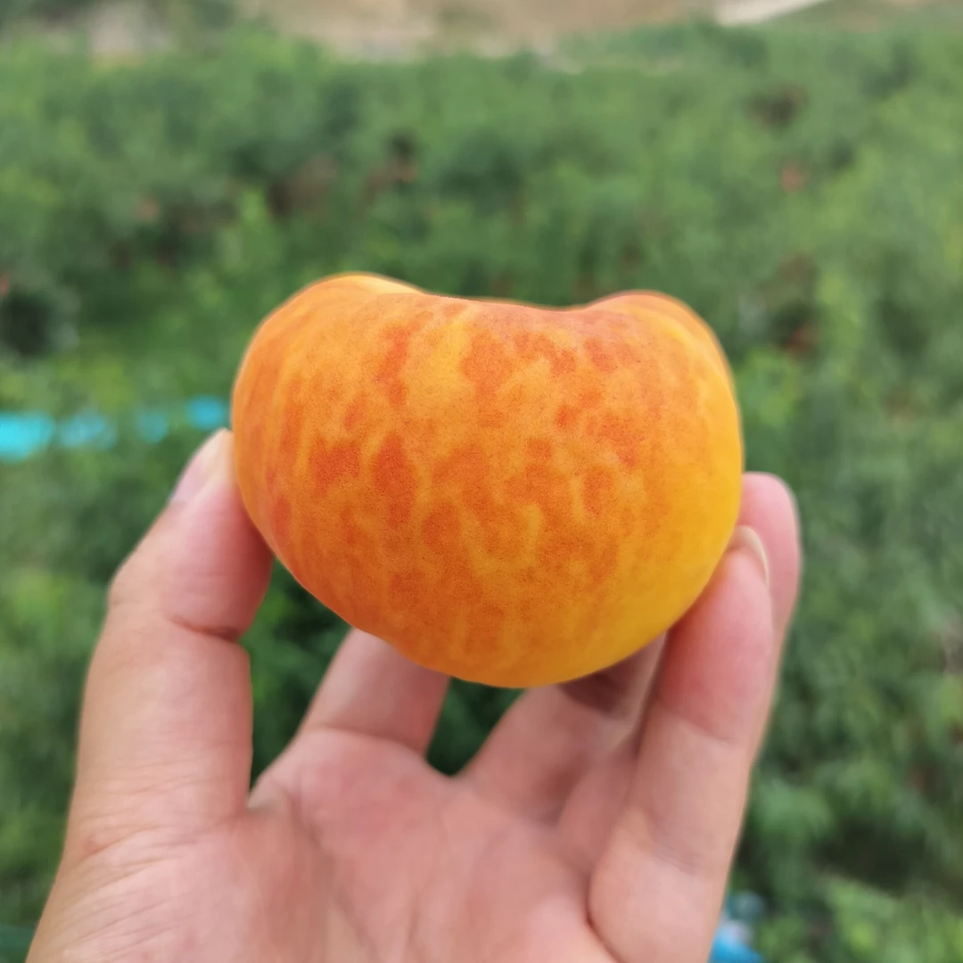 【庆娃代卖增收】蟠桃