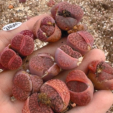 24041团团圆圆呀