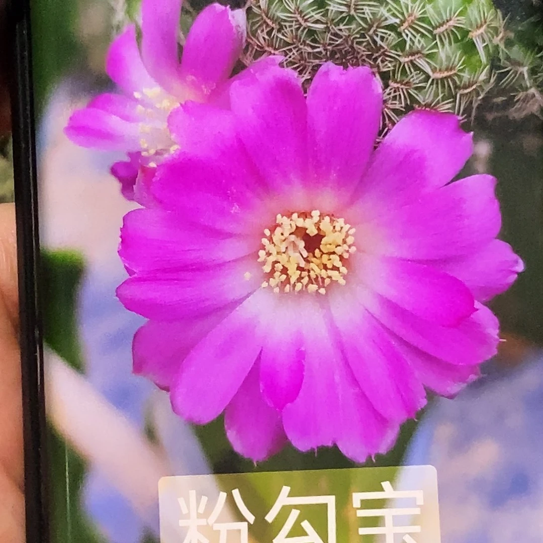 粉勾宝侧芽歪20包邮/4公分