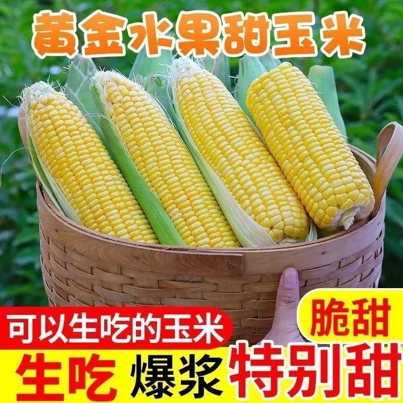 爆浆新鲜水果甜玉米现摘带皮甜玉米低脂农家水果玉米生吃农家自种安徽省