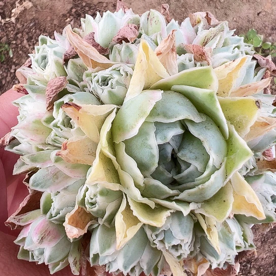 山地玫瑰锦秋夕6月10日678号