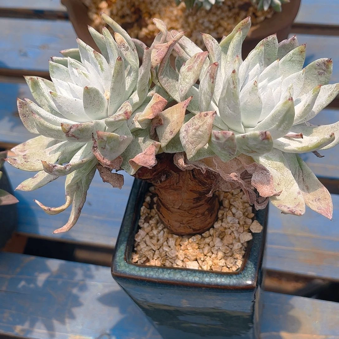 红拇指杂超法老桩多头