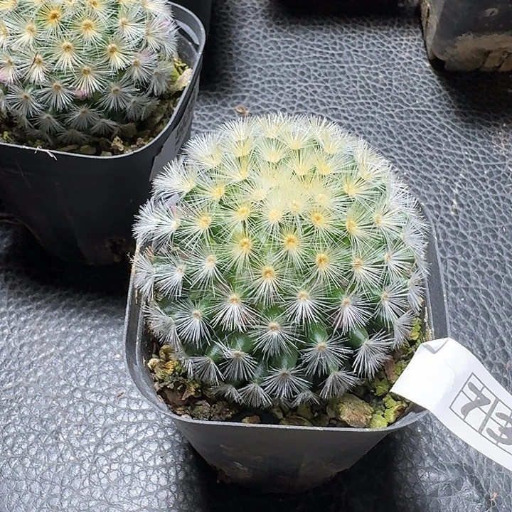 736佛头嘉文丸脱土发货