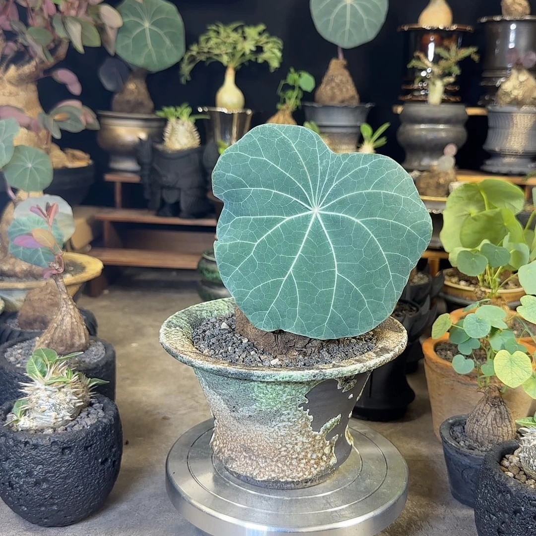 一物一拍老家一叶龟