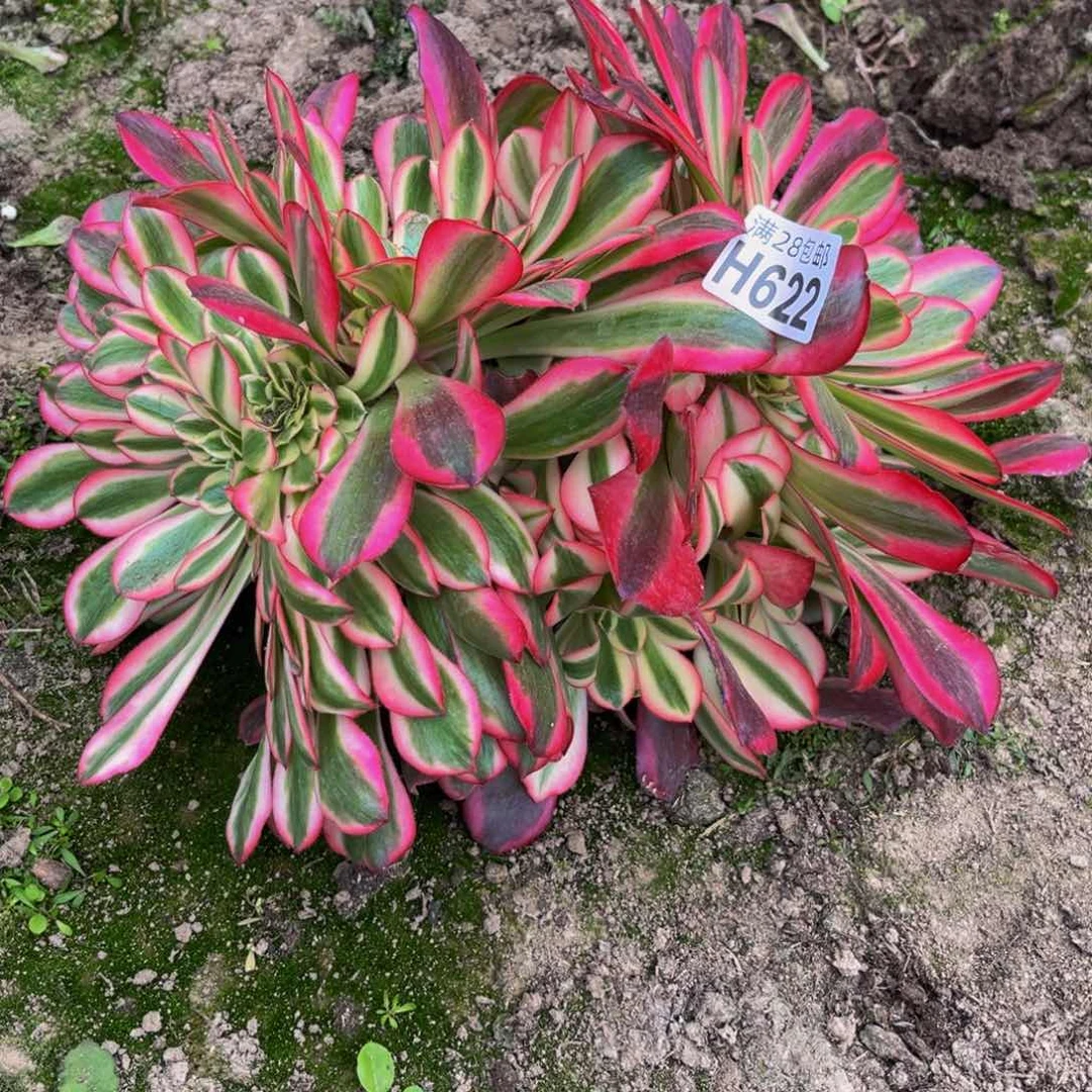 622多肉植物一物一拍