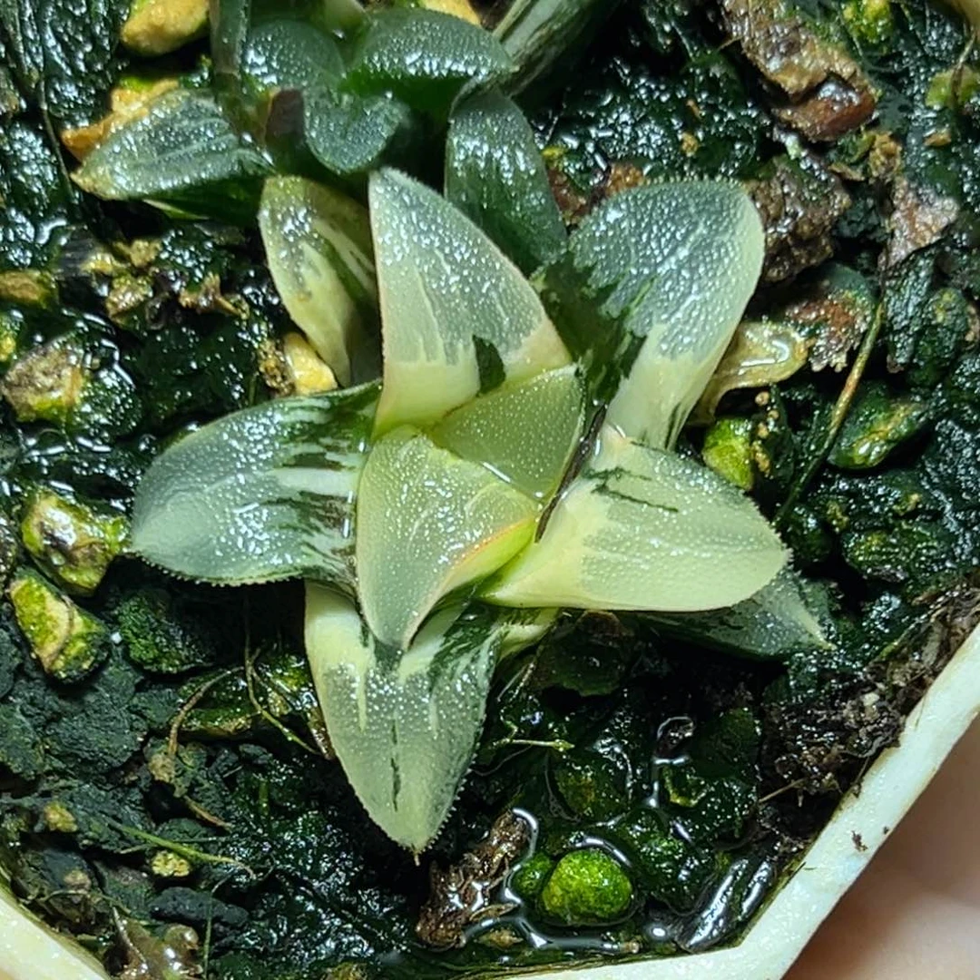 恭喜发财大吉大利641