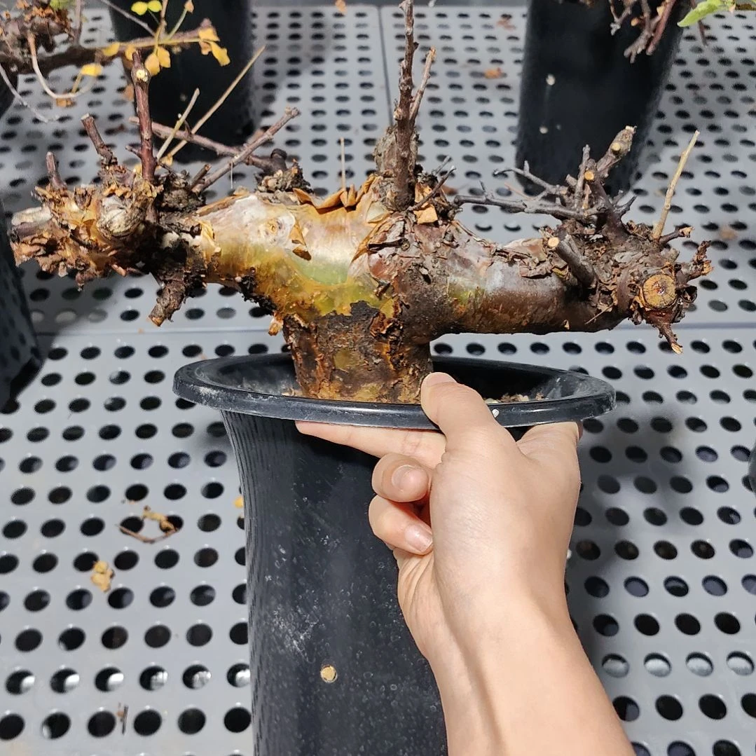 黑皮博然恩斯熟桩可寄养