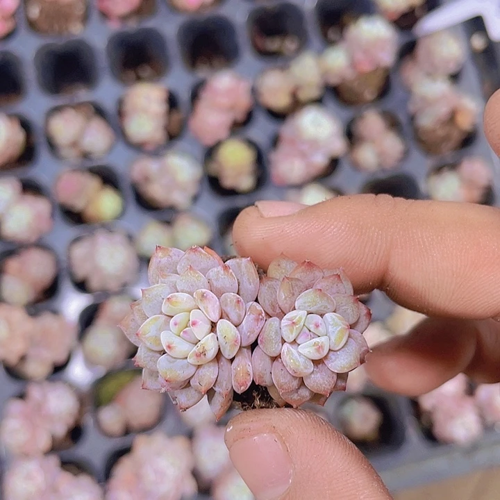 星星橙石化【满10颗包邮】