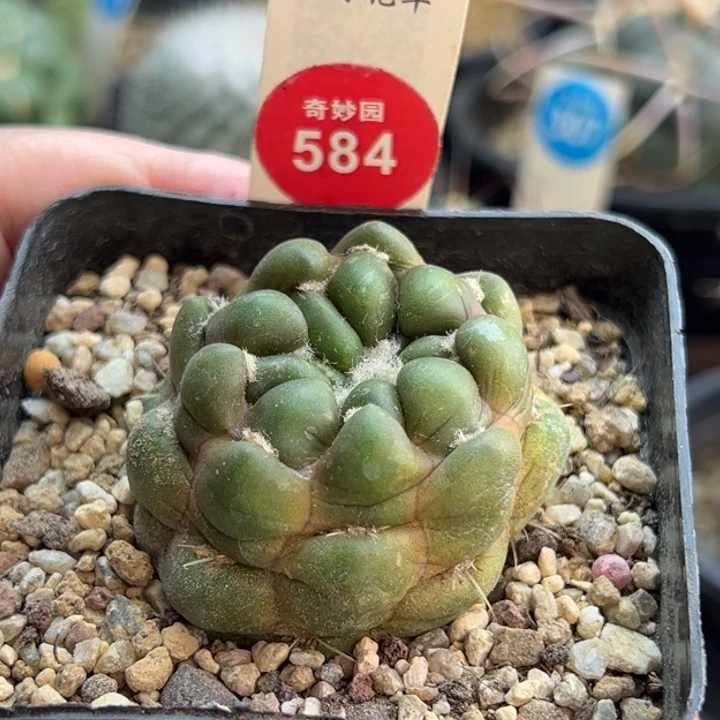 自根惠毛丸4.4cm一棵仙人球