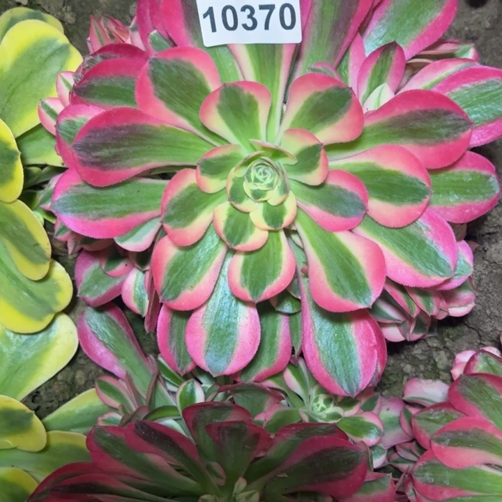 10370南女巫多肉植物