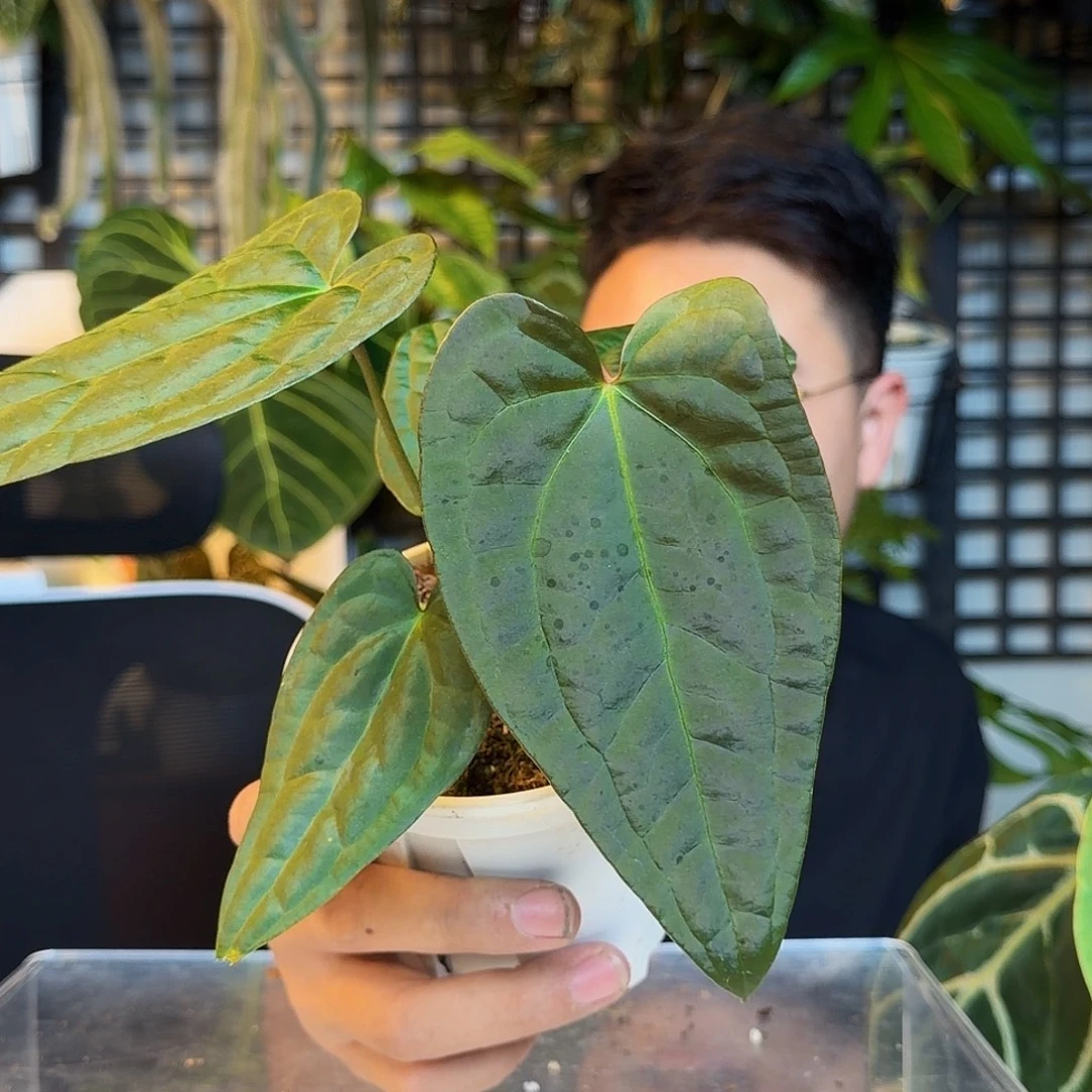 完全开放奢华杂东部戴斯D02