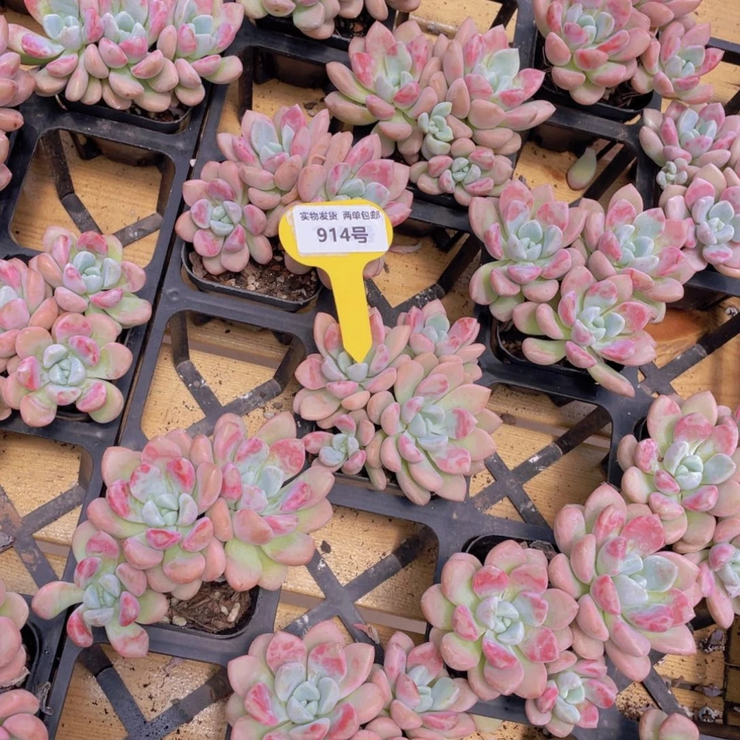 914号 白鹭花斑鹭老桩大群生一个